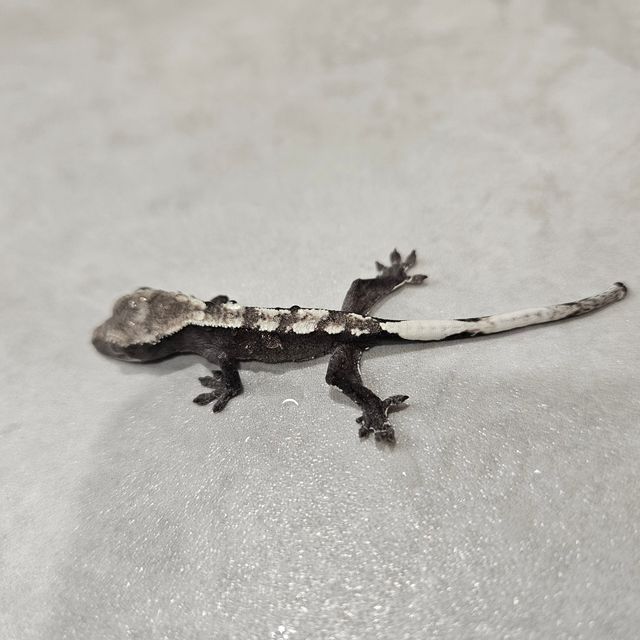 아잔틱