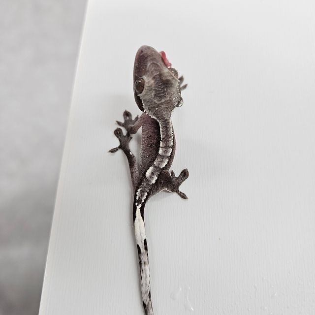 아잔틱