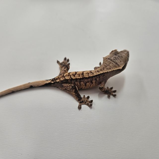 노멀 할리퀸