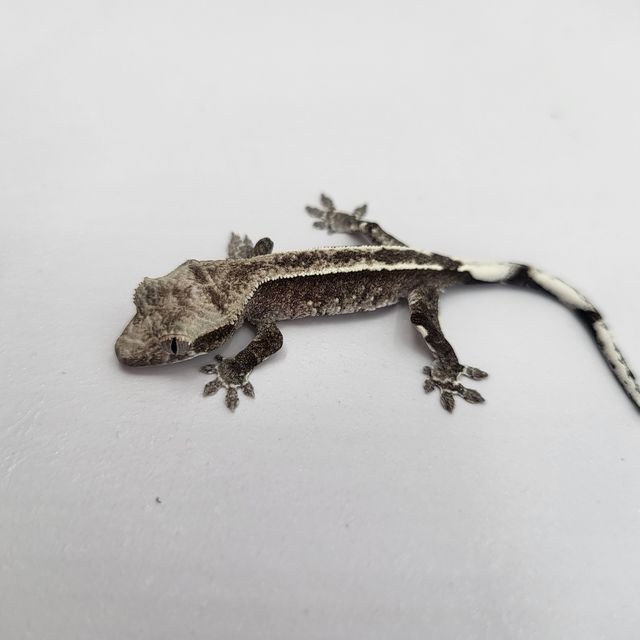 아잔틱