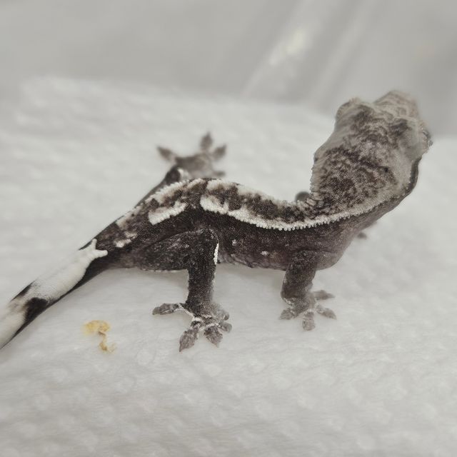 아잔틱