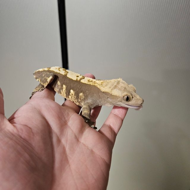 100%헷아잔틱