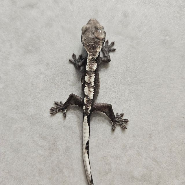 아잔틱