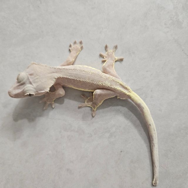 프라푸치노