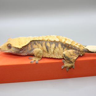 트라이 익스트림할리퀸 텐저린