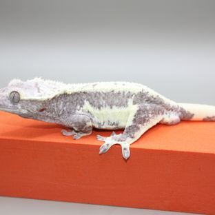 릴잔틱