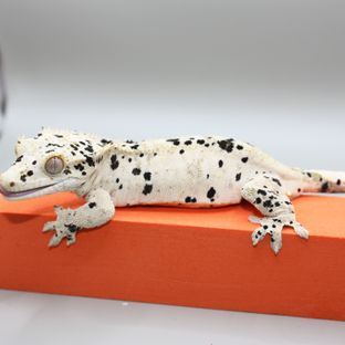 슈퍼달마시안