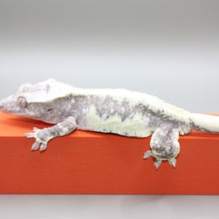 릴잔틱
