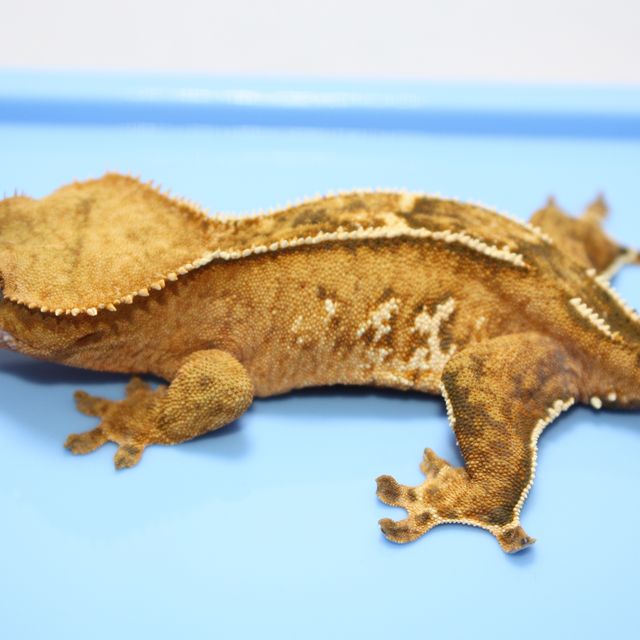 크림시클 엠티백