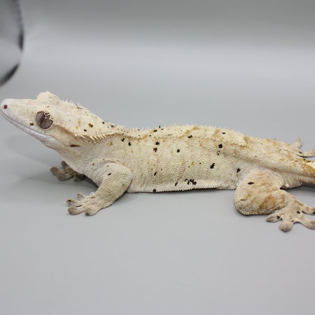 옐로우 슈퍼달마시안