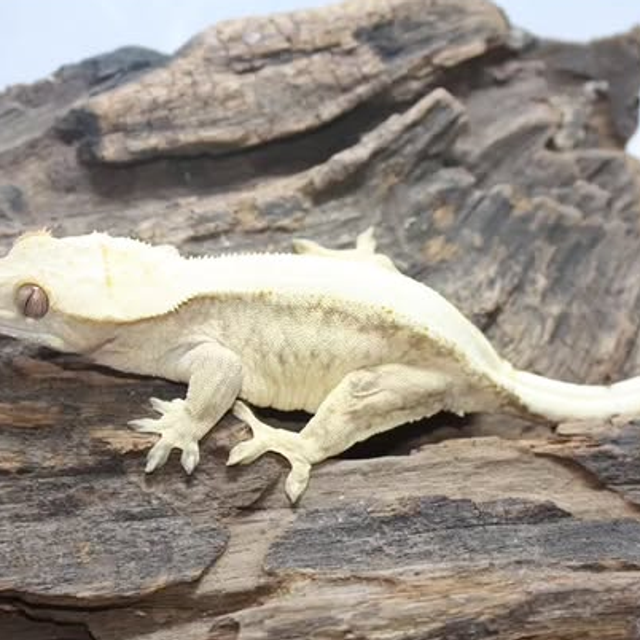 솔리드백 트라이