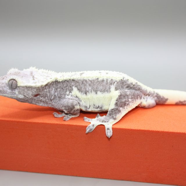 릴잔틱