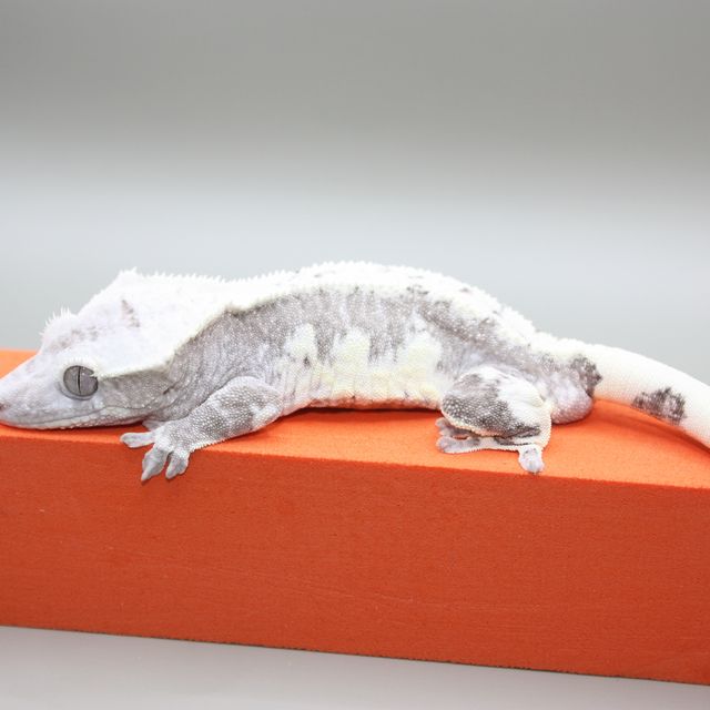 릴잔틱