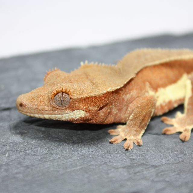 레드 팬텀 릴리화이트