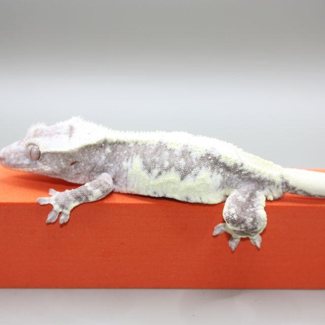 릴잔틱
