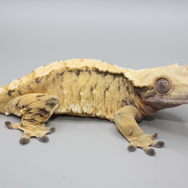 트라이 익스트림할리퀸