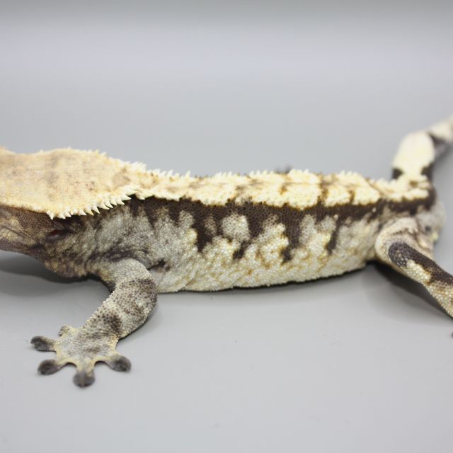 트라이 익스트림할리퀸