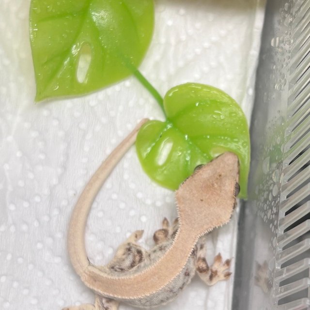 릴리화이트 솔리드백