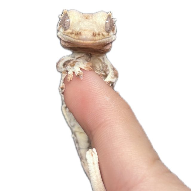 릴리화이트 솔리드백