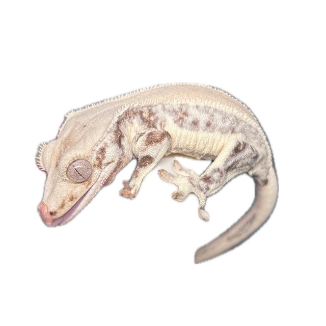 릴리화이트 솔리드백