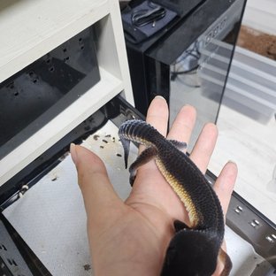 블랙나이트
