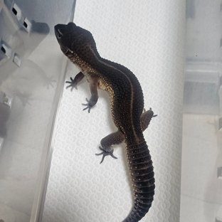 블랙나이트 만다린