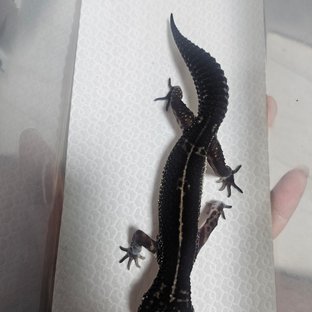 스노우 블랙나이트