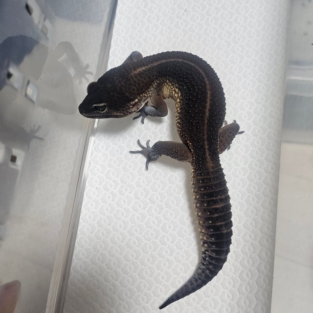 블랙나이트 만다린