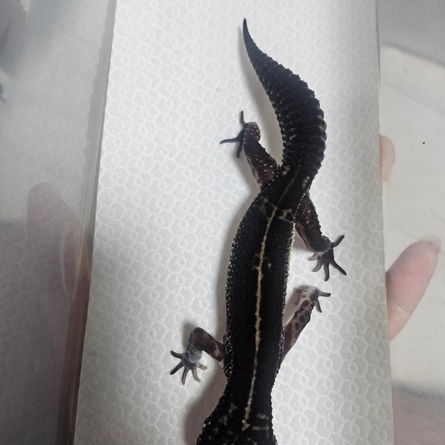 스노우 블랙나이트