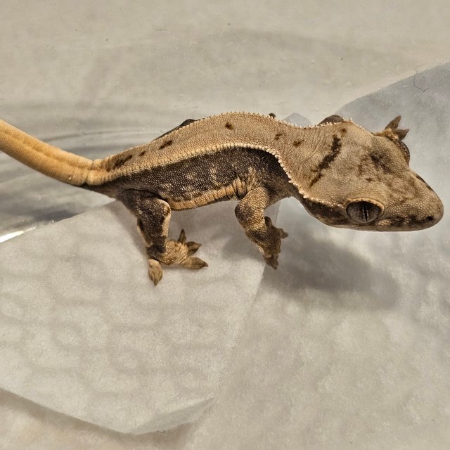 릴리100%헷아잔틱