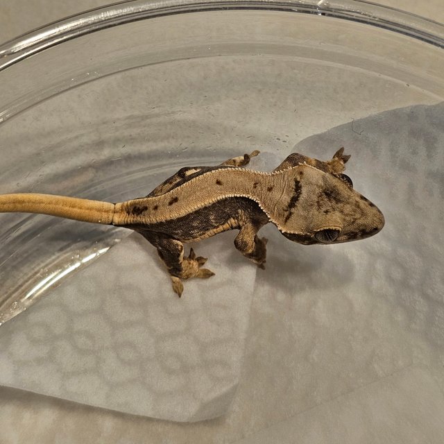 릴리100%헷아잔틱