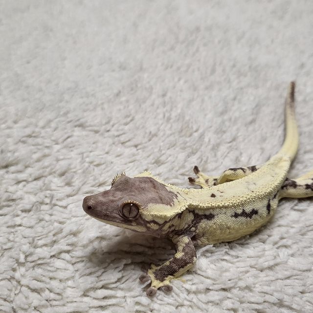 프라푸치노