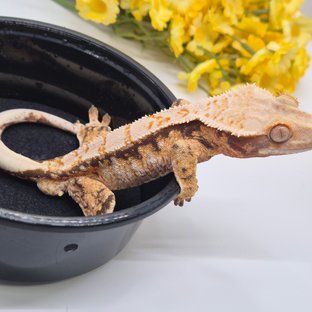 노멀 트라이 익스트림할리퀸