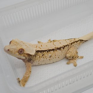데이지