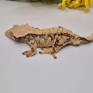 노멀 트라이 화이트스팟