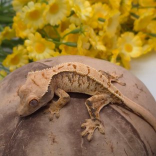 노멀 트라이 익스트림할리퀸