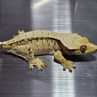 데이지