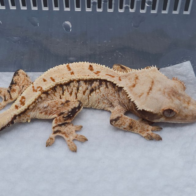 노멀 트라이 익스트림할리퀸 화이트스팟