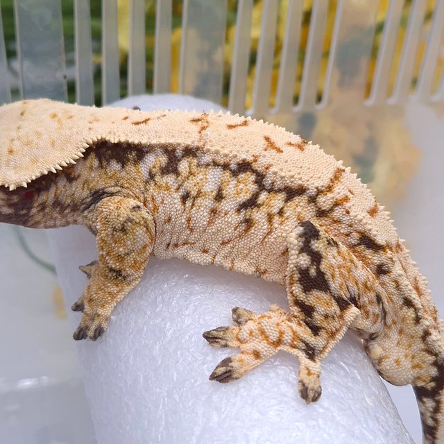 노멀 트라이 드리피 화이트스팟 쿼드