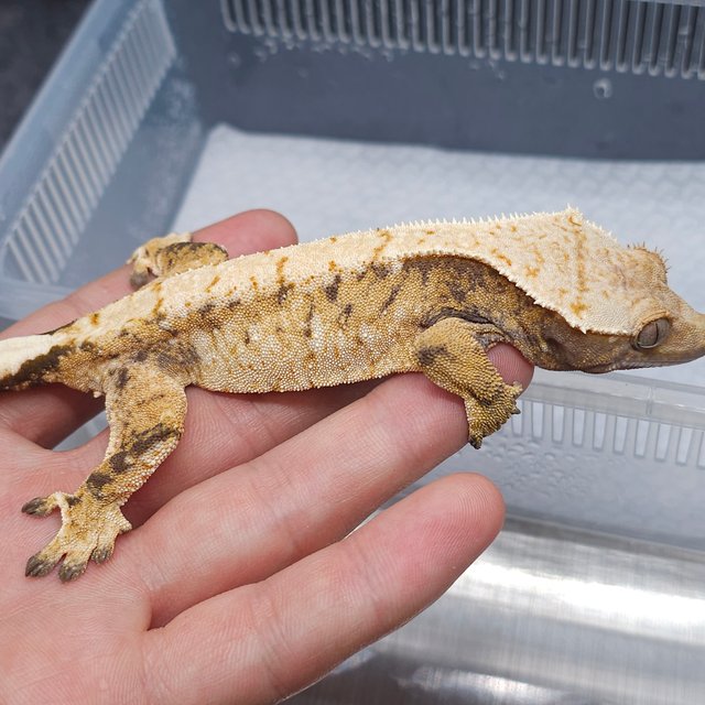 노멀 트라이 익스트림할리퀸