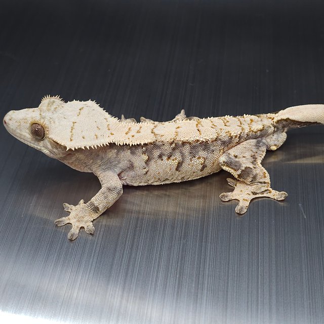 노멀 트라이 쿼드