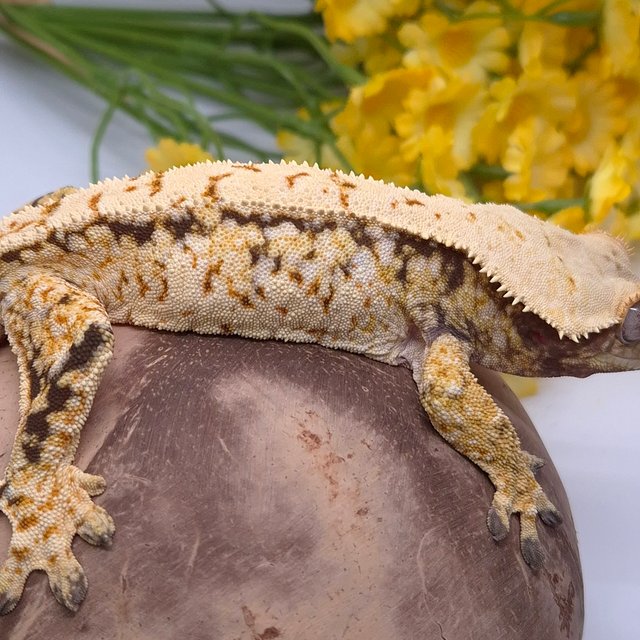 노멀 트라이 드리피 화이트스팟 쿼드