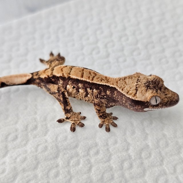 노멀 트라이 익스트림할리퀸