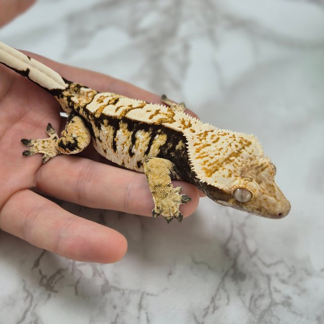 노멀 트라이 익스트림할리퀸