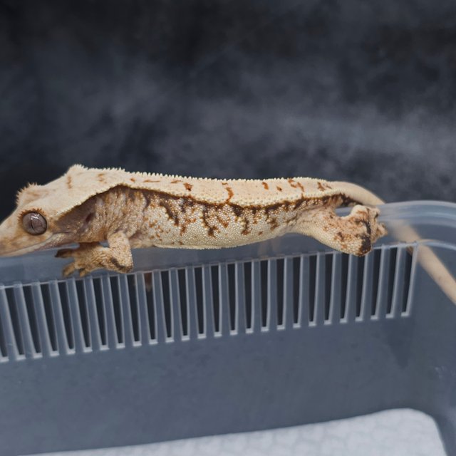 노멀 트라이 익스트림할리퀸 화이트스팟