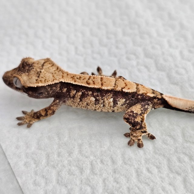 노멀 트라이 익스트림할리퀸