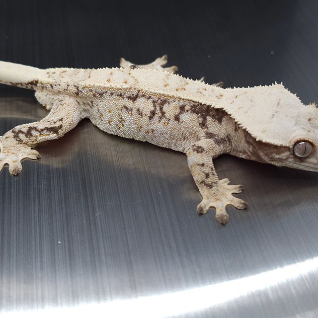 노멀 드리피 화이트스팟