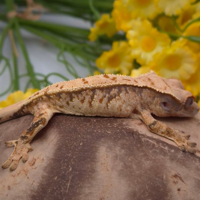 노멀 트라이 익스트림할리퀸