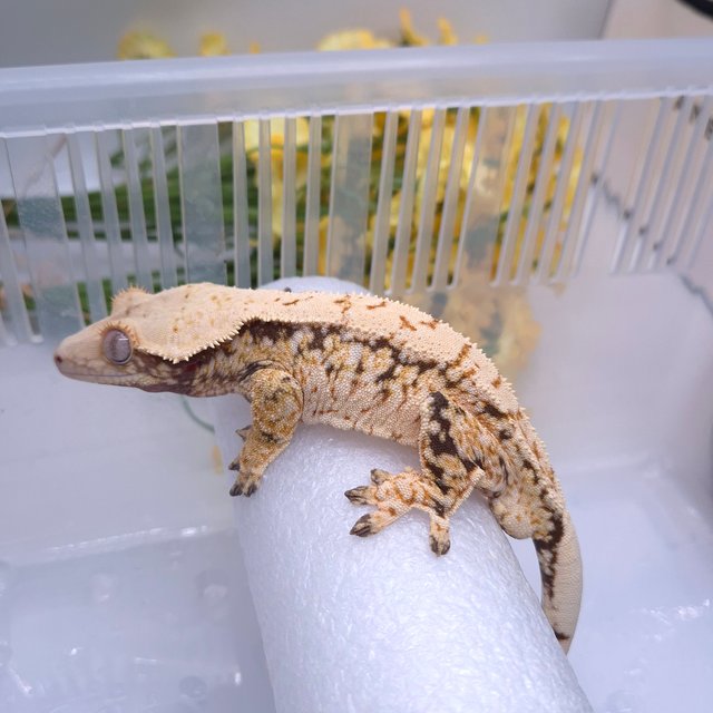 노멀 트라이 드리피 화이트스팟 쿼드