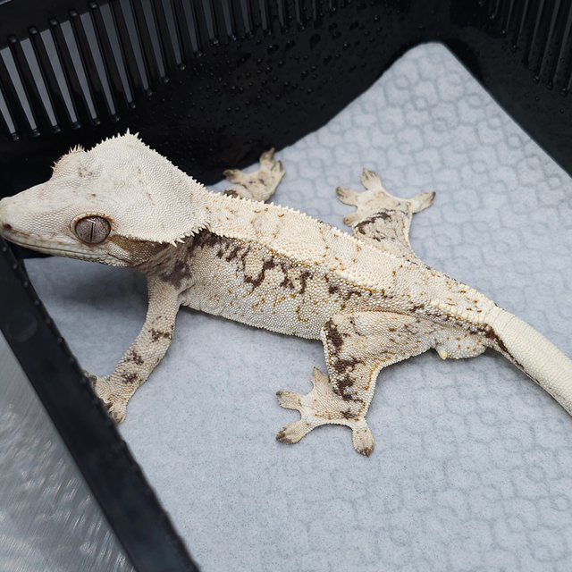 노멀 드리피 화이트스팟